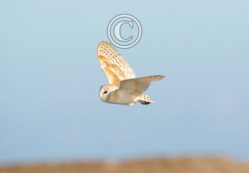 Barn Owl in Flight 2 DM0307